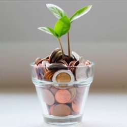 Seedling plant in a cup of coins